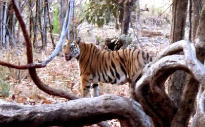 Bandhavgarh