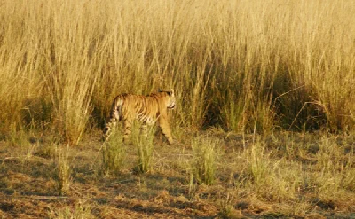 Bandhavgarh & Kanha