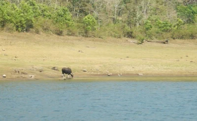 Jungles & Backwaters