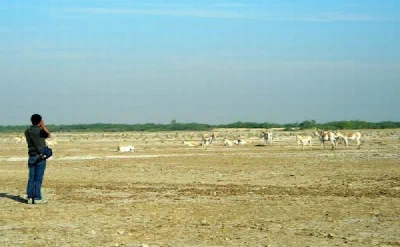 The Little Rann of Kutch