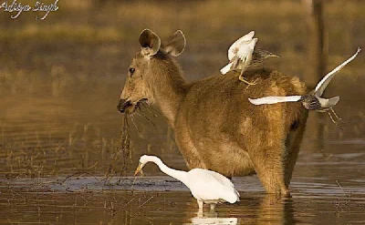 Wildlife of India